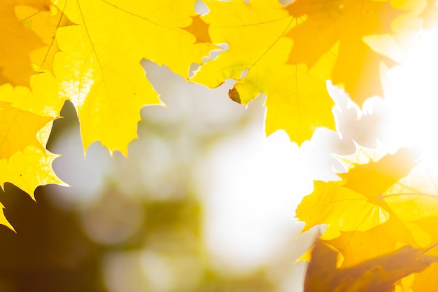 Ahornblätter auf Zweig. Bunte Herbstahornblätter auf einem Baumasthintergrund. Herbst Hintergrund. Schöne Naturszene