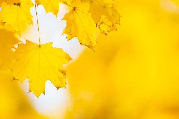 Ahornblätter auf Zweig. Bunte Herbstahornblätter auf einem Baumasthintergrund. Herbst Hintergrund. Schöne Naturszene