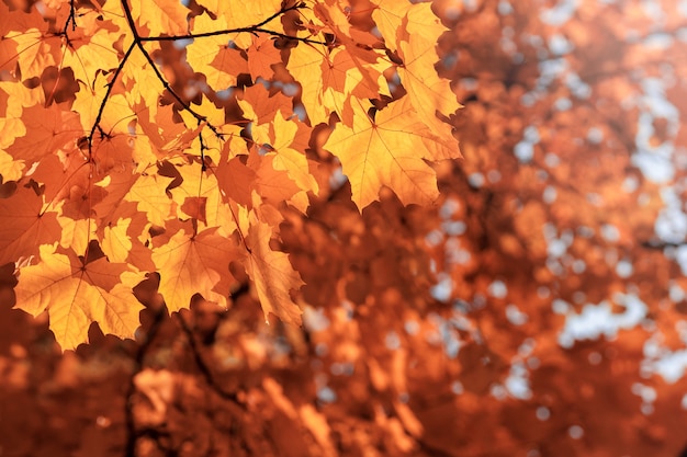 Ahornblätter der Herbstverzierung auf Ästen