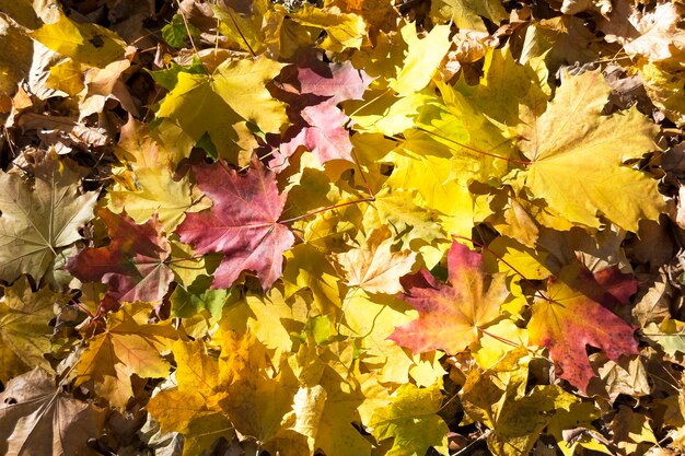 Ahornblätter. Goldener Herbstmusterhintergrund