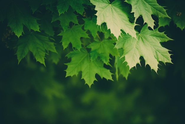 Ahornblätter Hintergrund