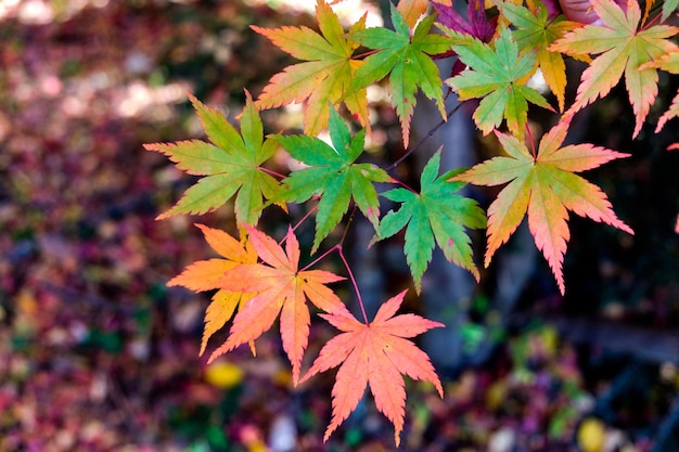 Ahornblätter im Herbst grün bis rot