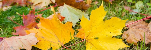 Ahornblätter im Herbst im Gras