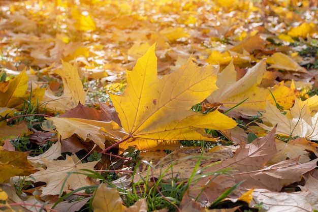 Ahornblätter in der Herbstsonne Up von Ahorn auf dem Gras, das gegen die Sonne glänzt