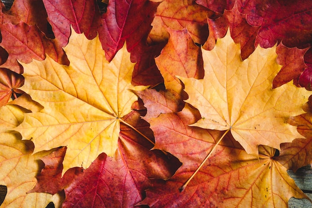 Ahornblätter über rustikalem Holzhintergrund Das Konzept von Herbst und November