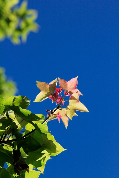 Ahornblätter und Himmel tagsüber