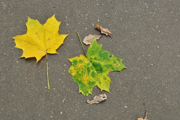 Ahornblätter. Zwei gelbe Ahornblätter auf dem Asphalt. Hintergrund, Textur, Herbst.