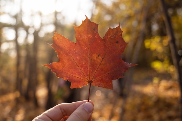 Ahornblatt, das in der Hand auf hellgelbem und orangefarbenem Hintergrund des Herbstes hält