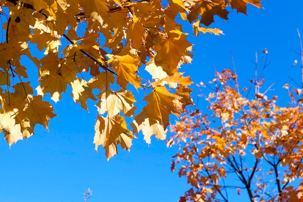 Ahornblatt in der Herbstsaison