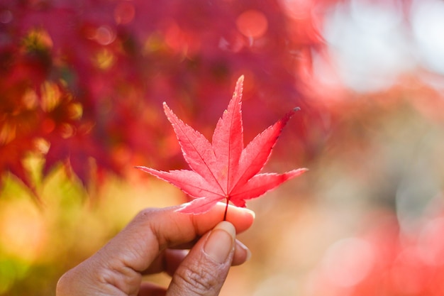 Foto ahornblatt in der herbstsaison