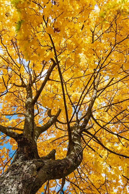 Ahornkrone im Herbst. Gelbe Blätter am Baum im Oktober. Heller Herbst.