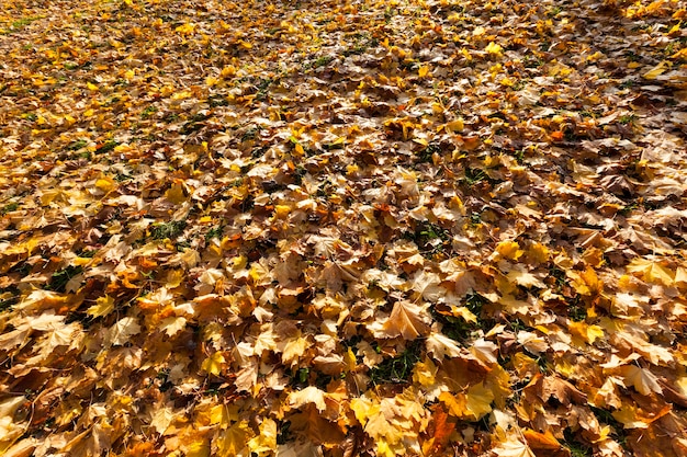 Ahornlaub im Herbst