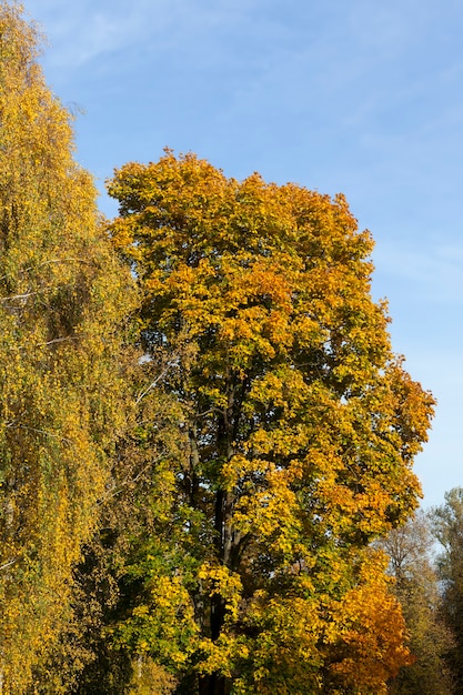 Foto ahornlaub im herbst