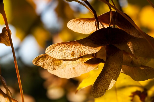 Ahornlaub im Herbst