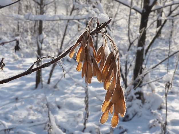 Ahornsamen mit Frost bedeckt