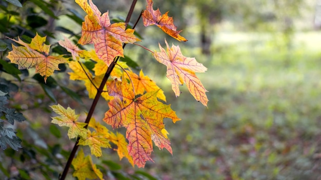 Ahornzweig mit bunten Herbstblättern im Wald auf unscharfem Hintergrund. Herbst, gelbe Blätter