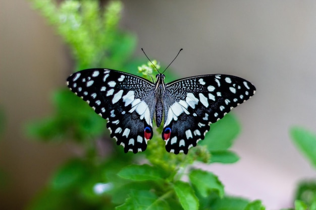 Foto ai de borboleta