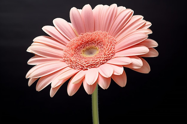 Foto ai generativa close-up de uma gerbera daisy rosa claro