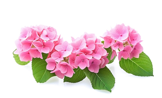Ai generativa flor de hortênsia Bloosom rosa em um branco