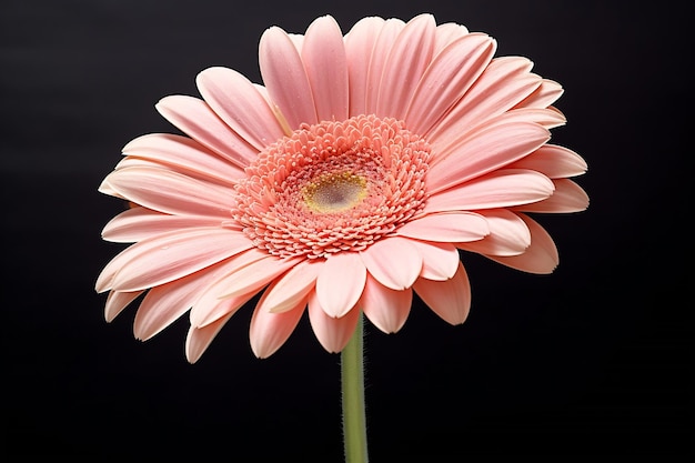 Foto ai generativa primer plano de una margarita de gerbera de color rosa claro