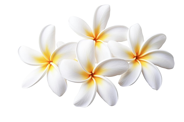 Ai generative Frangipani- oder Plumeria-Tropenblüten auf Weiß