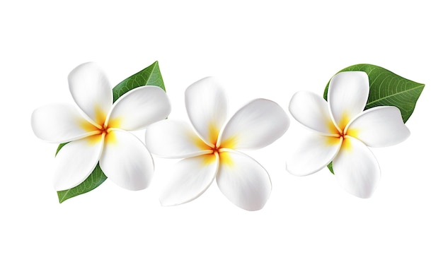 Ai generativo Frangipani plumeria flores en blanco