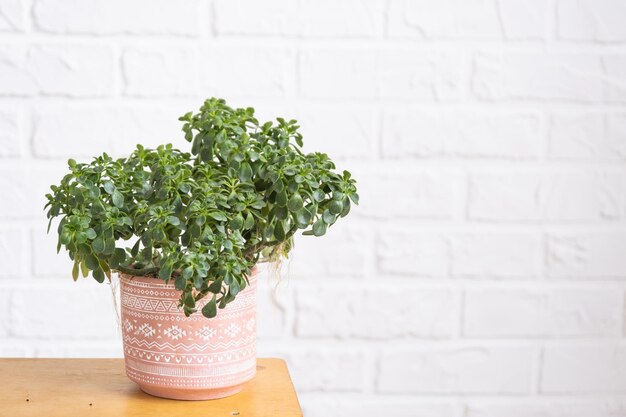 Aichryson árbol del amor primer plano en el interior de la pared de ladrillo whtite Plantas de casa en maceta decoración del hogar verde cuidado y cultivo