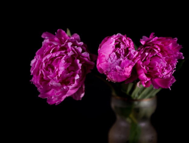 Ainda vida artística com peônias rosa em vaso em um fundo escuro