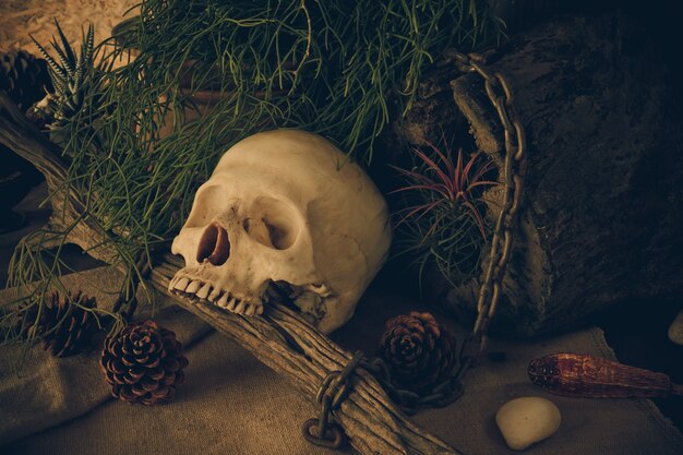 Ainda vida com um crânio humano com plantas de deserto.