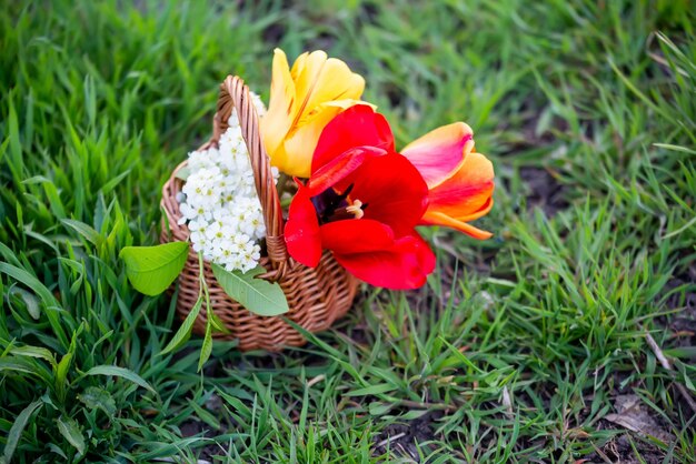 Ainda vida de flores de buquê de cereja e tulipas no fundo da grama verde Fundo para cartão com início da primavera 8 de março ou dia dos namorados