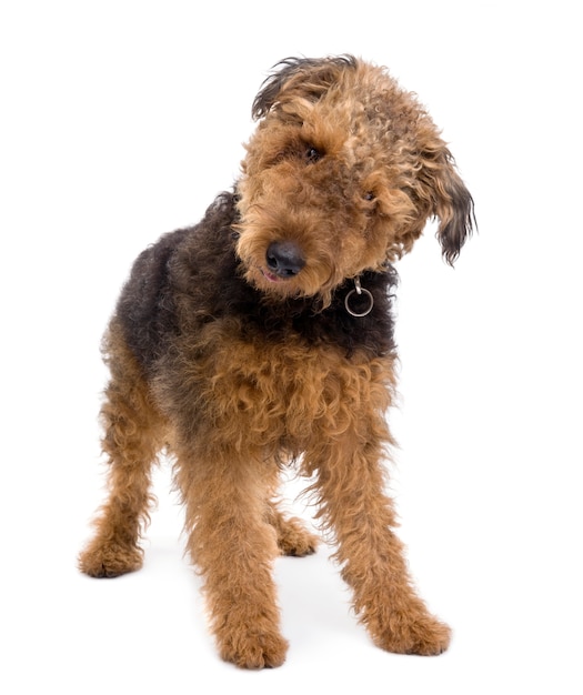 Airedale, 1 año de edad, de pie