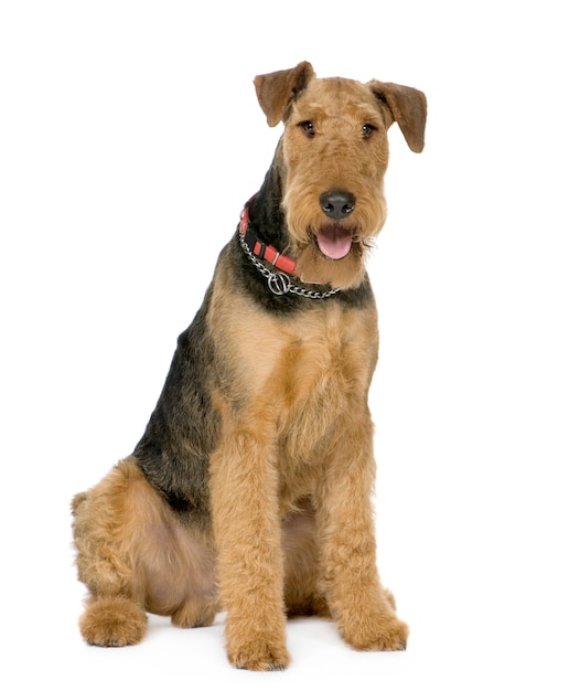 Airedale Terrier con 1 año. Retrato de perro aislado