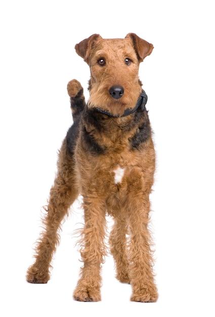 Airedale Terrier mit 2 Jahren. Hundeporträt isoliert