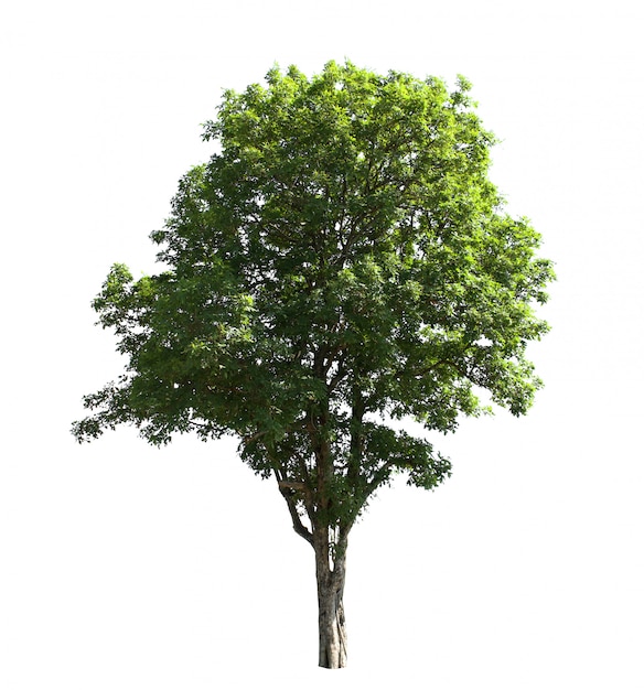 Aislación de árboles en blanco