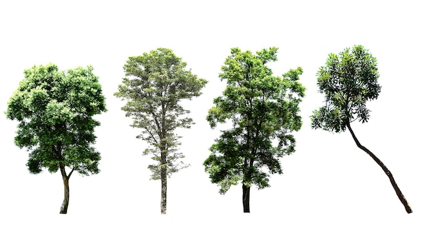 Aislado de árboles en el fondo blanco