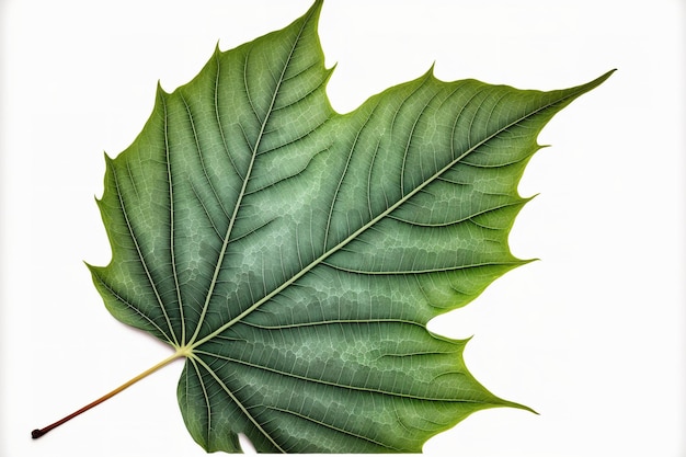 Aislado en un fondo blanco, un primer plano de una hoja de papaya verde con bordes irregulares y un contorno de hoja distinto