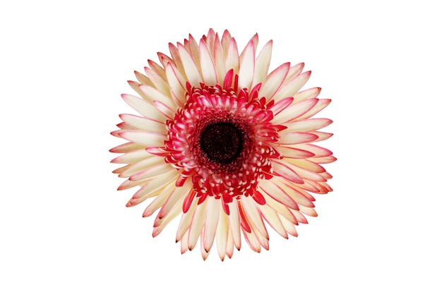 aislado de gerbera blanco-rojo, gerbera variegada sobre un fondo blanco, manzanilla colorida, flor rosa