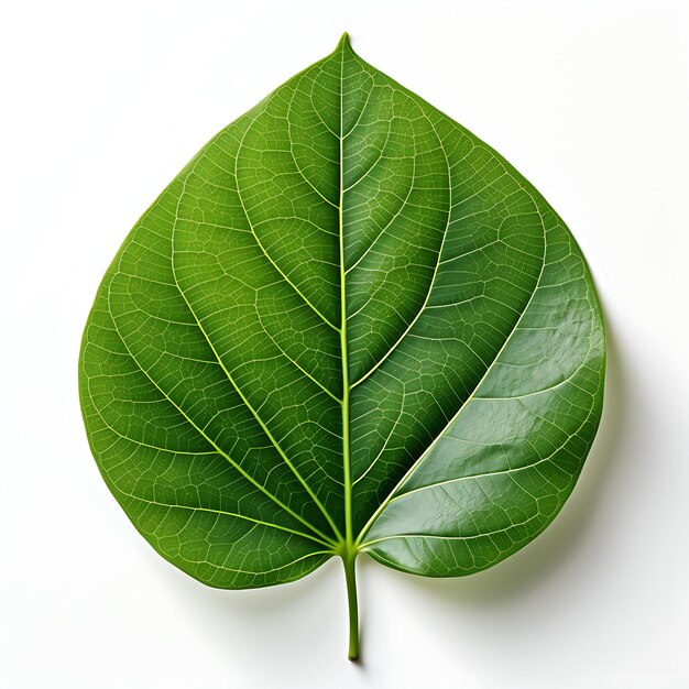 Aislado de hoja de Ficus resaltando su color verde intenso y vista superior sobre fondo blanco