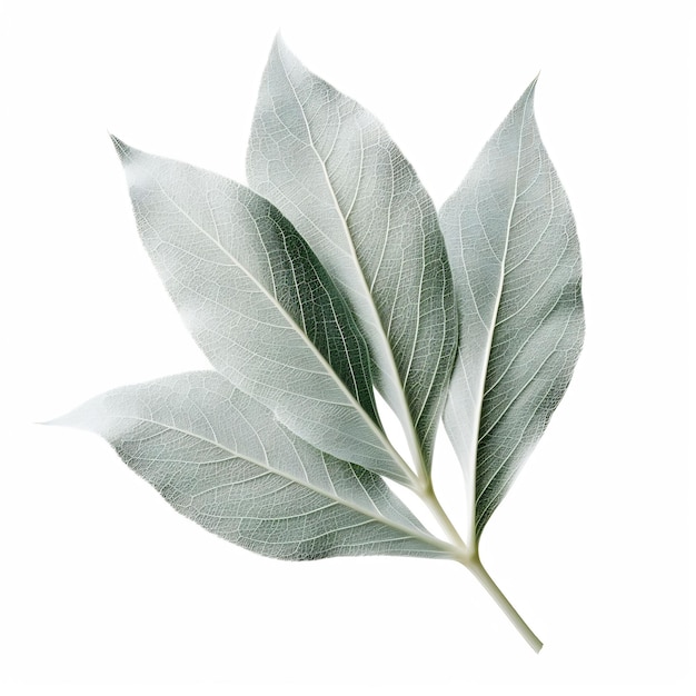 Aislado de una hoja de oreja de cordero difusa sobre fondo blanco Decoración de hojas sobre fondo blanco