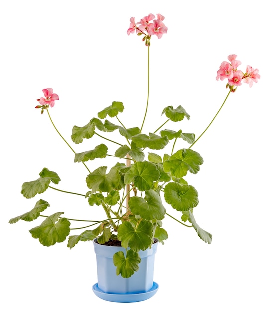 Aislado sobre fondo blanco una flor casera en un cuenco