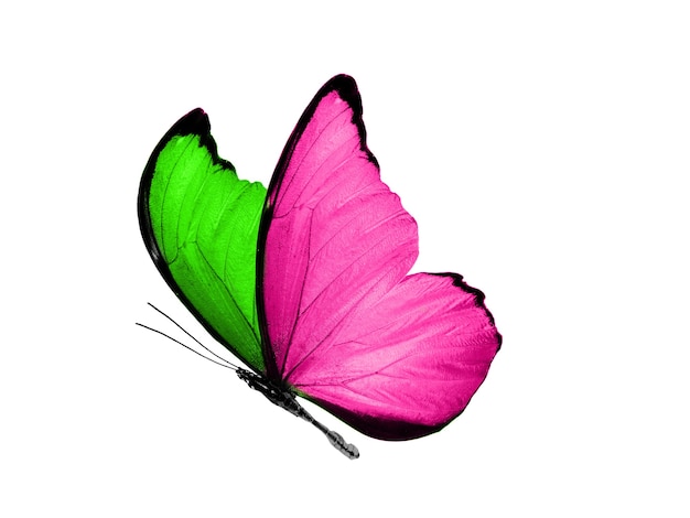 Aislado sobre fondo blanco mariposa voladora con alas rosas y verdes