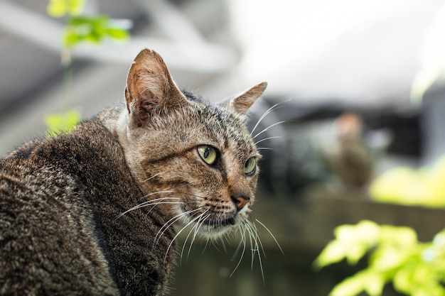 Aislante del gato de la calle en el fondo