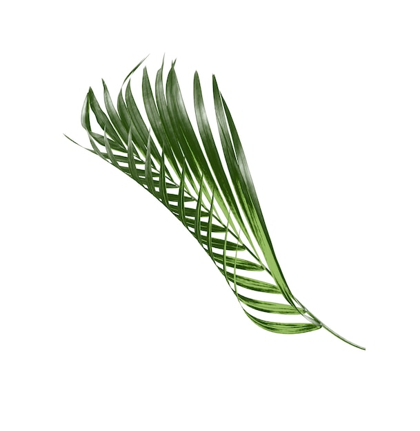 Aislante de hoja de palma verde sobre fondo blanco