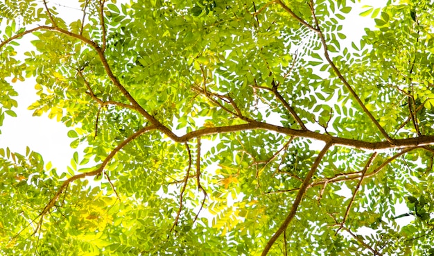 Aislante de la rama de árbol o del palillo con el fondo blanco.