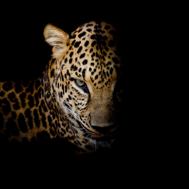 Aislante del retrato del leopardo en fondo negro