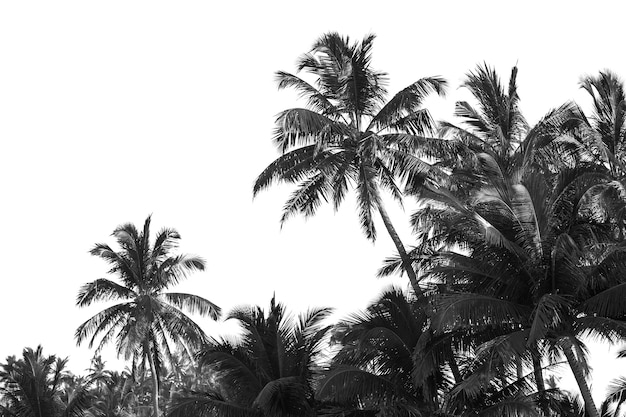 Aislar de blanco y negro de palmeras