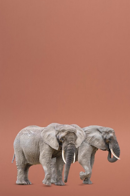 Aislar de dos elefantes caminando Elefantes africanos aislados en un fondo uniforme Foto de elefantes vista lateral de primer plano