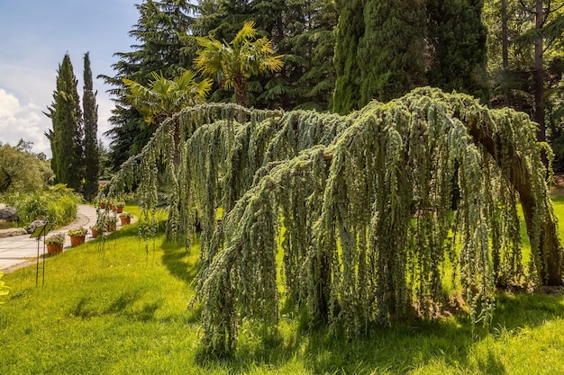 Aivazovsky Park Paradise Landscape Park Weinende Zeder Partenit Crimea