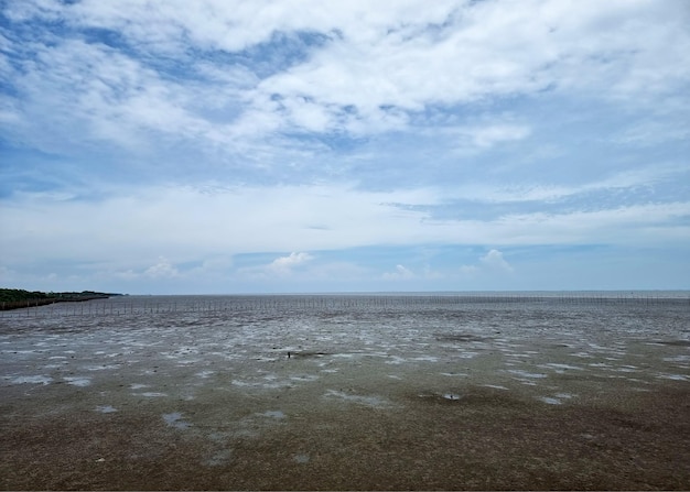 Ajardine a floresta de mangue à beira-mar com nuvens no fundo do céu azul