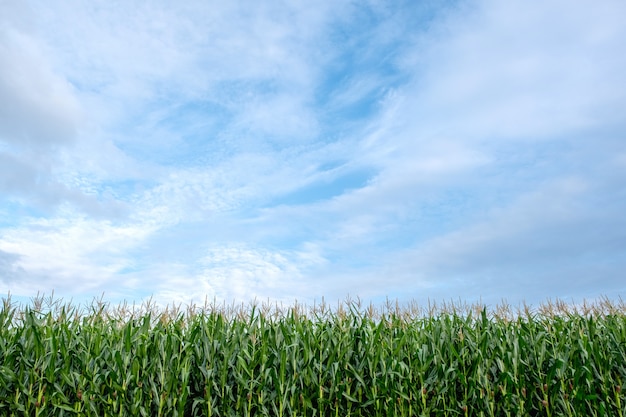 Ajardine a imagem do campo de milho na fazenda com céu azul e natureza verde